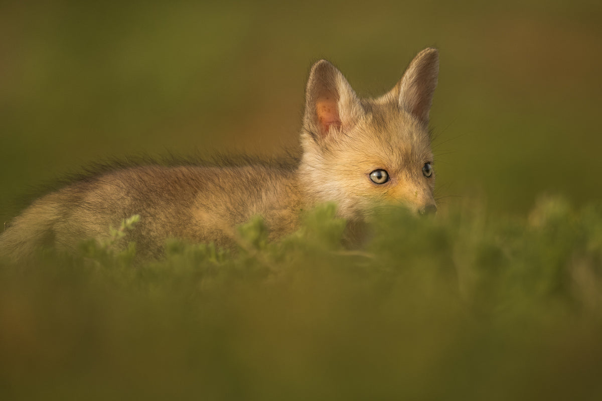 Little Fox Poster och Canvastavla