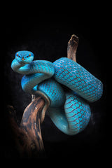Trimeresurus Poster och Canvastavla