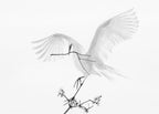Transparent Wings Poster och Canvastavla