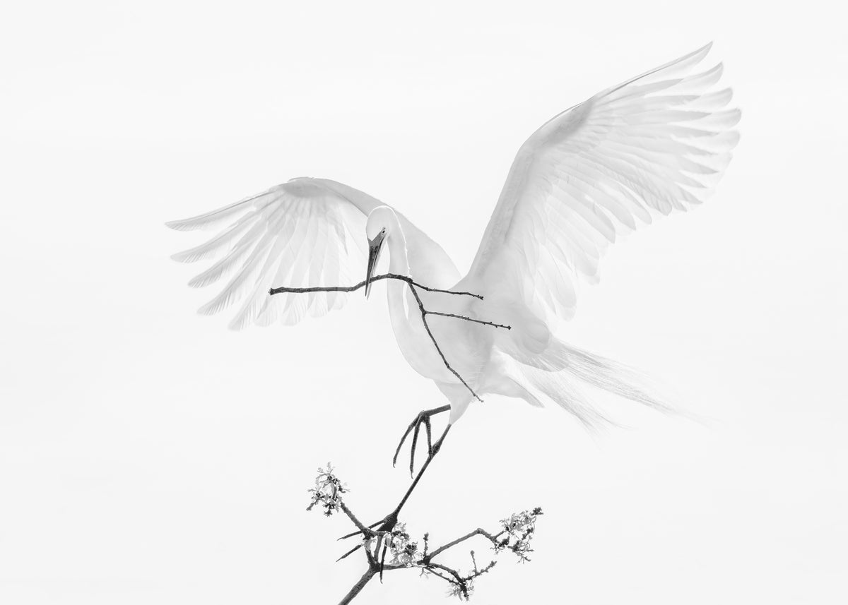 Transparent Wings Poster och Canvastavla