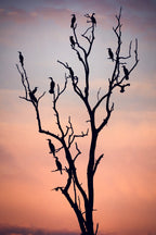 Before the Sunset Poster och Canvastavla