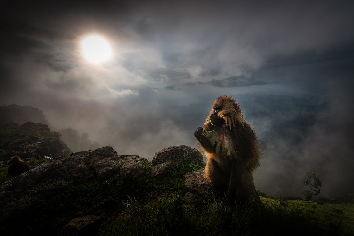 Gelada Baboons Poster och Canvastavla