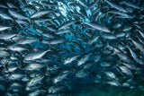 Fish-wall Poster och Canvastavla