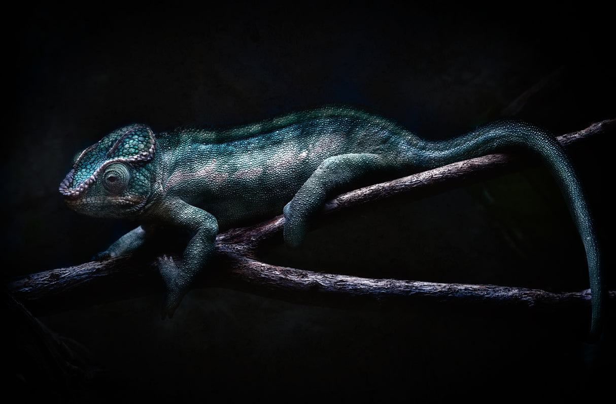 chameleon portrait Poster och Canvastavla
