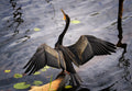 Australasian darter Poster och Canvastavla
