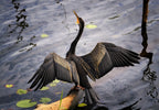 Australasian darter Poster och Canvastavla