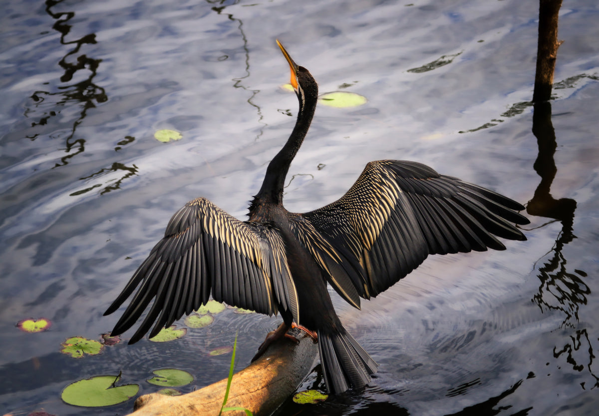 Australasian darter Poster och Canvastavla