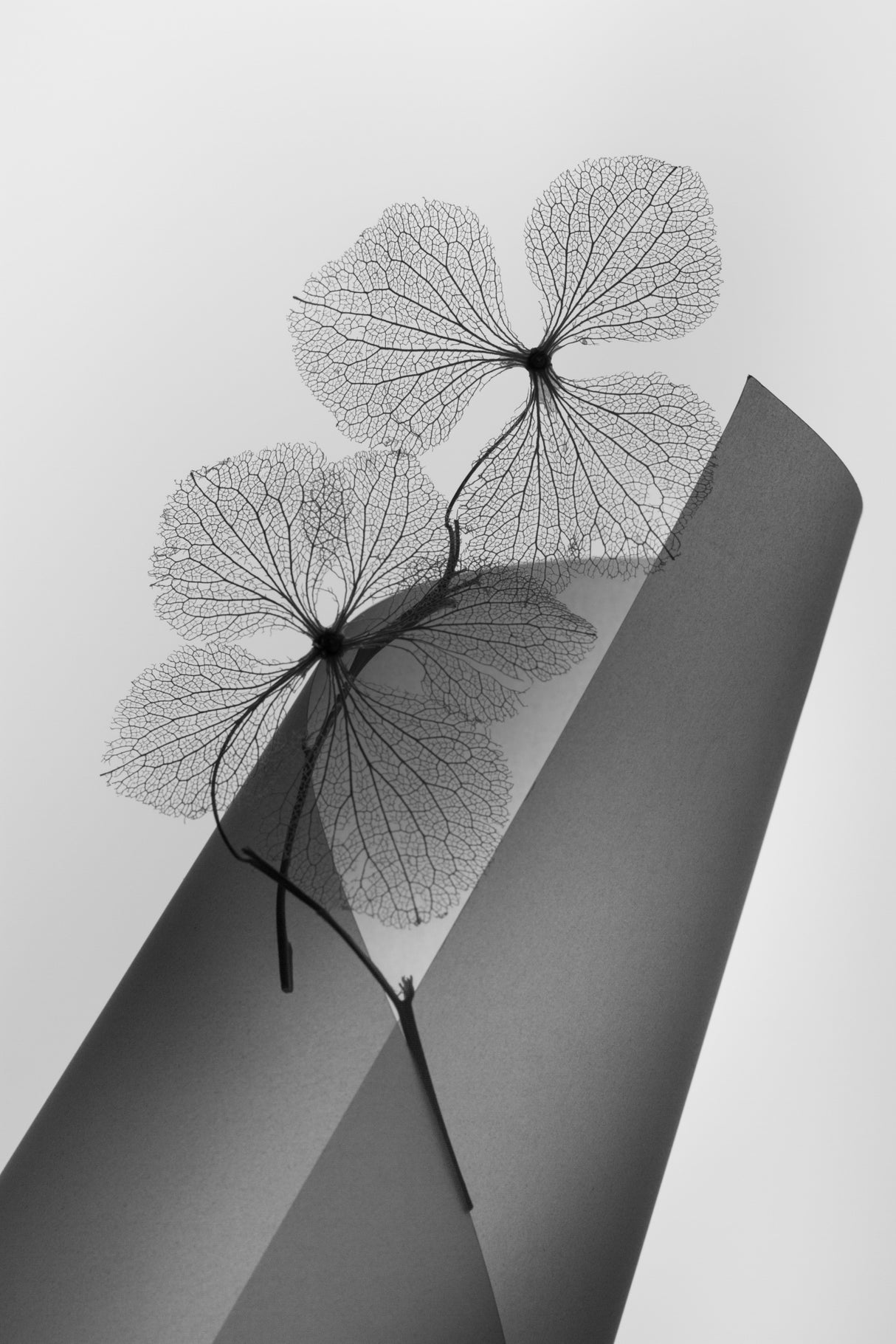 Hydrangea Poster och Canvastavla