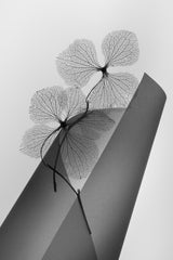 Hydrangea Poster och Canvastavla