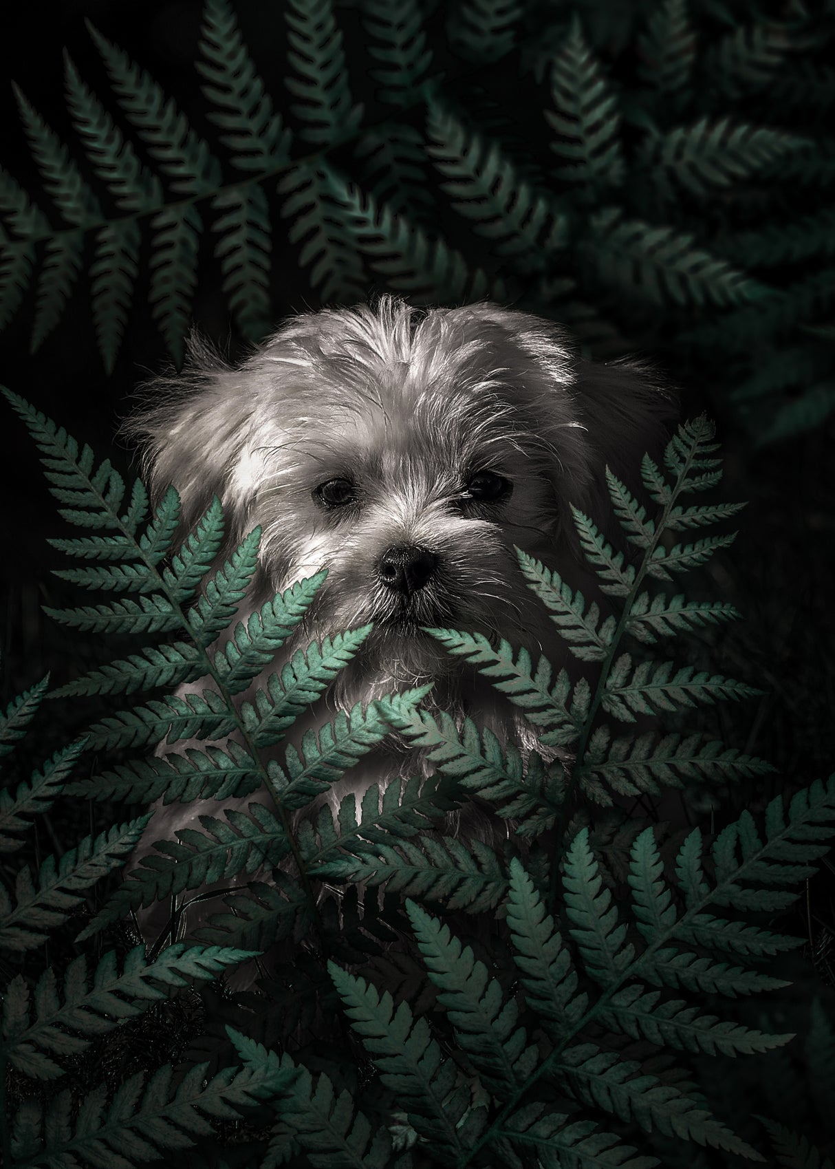 Puppy In The Ferns Poster och Canvastavla