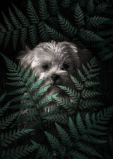 Puppy In The Ferns Poster och Canvastavla