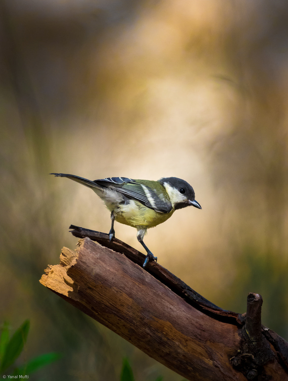 Great Tit Poster och Canvastavla