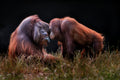 Apes for Mates Poster och Canvastavla