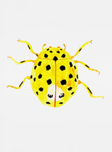 The 22-spot ladybird or Psyllobora vigintiduopunctata Poster och Canvastavla