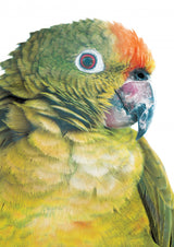 Parrot Poster och Canvastavla