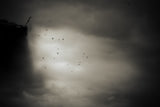 Fly like a bird Poster och Canvastavla