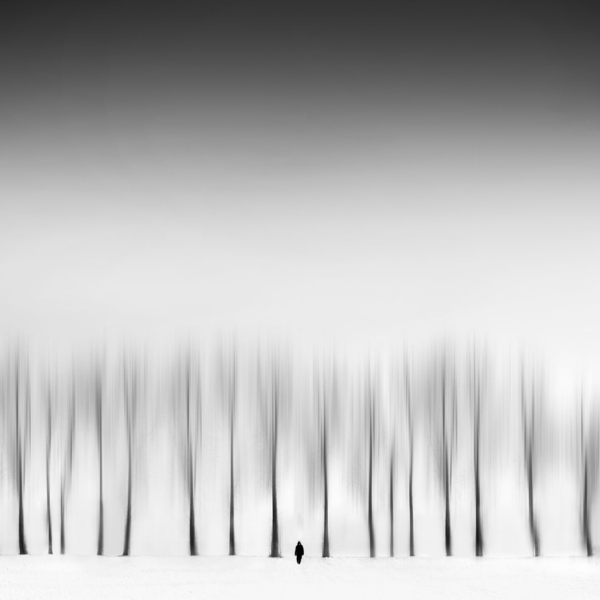 Among the trees Poster och Canvastavla
