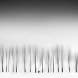 Among the trees Poster och Canvastavla