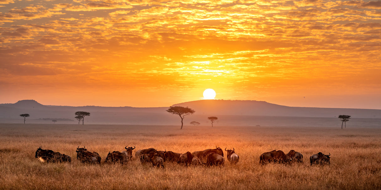 Sunrise Poster och Canvastavla
