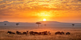 Sunrise Poster och Canvastavla