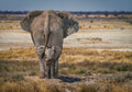 BabyElephant Poster och Canvastavla