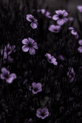Dark Flowers 10 Poster och Canvastavla