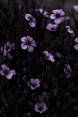 Dark Flowers 10 Poster och Canvastavla