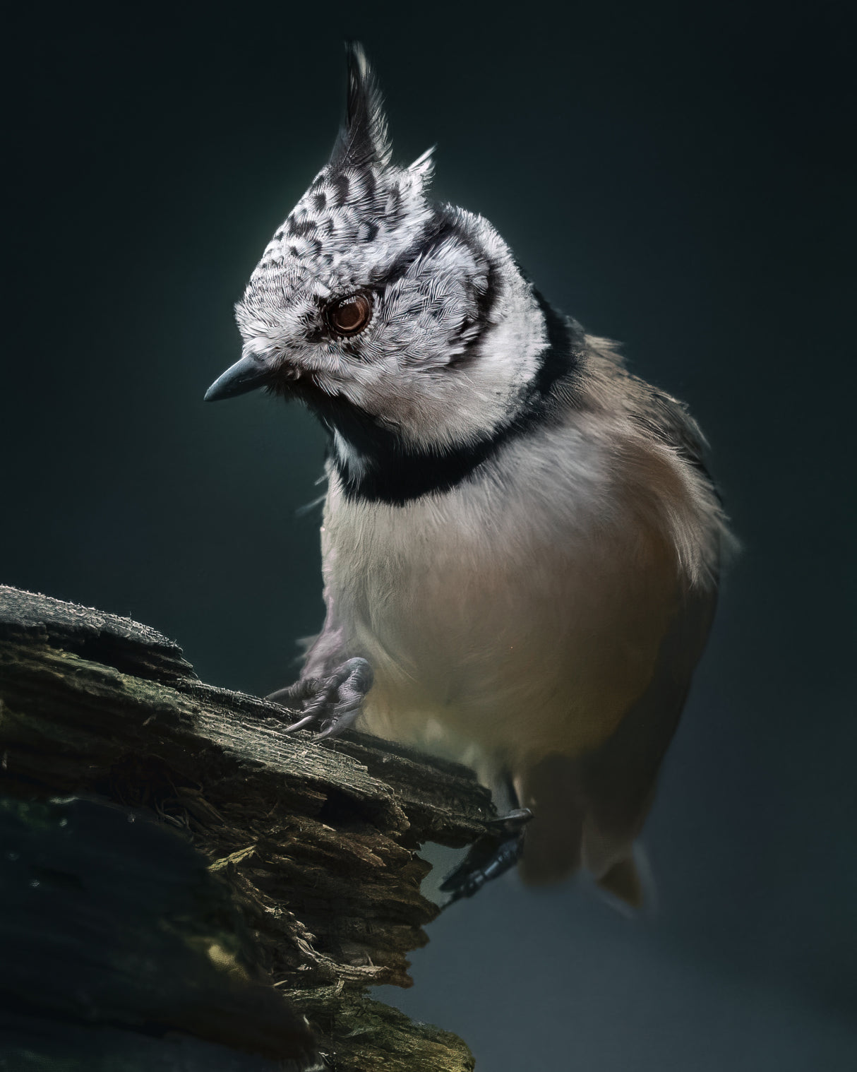 Crested Tit Poster och Canvastavla