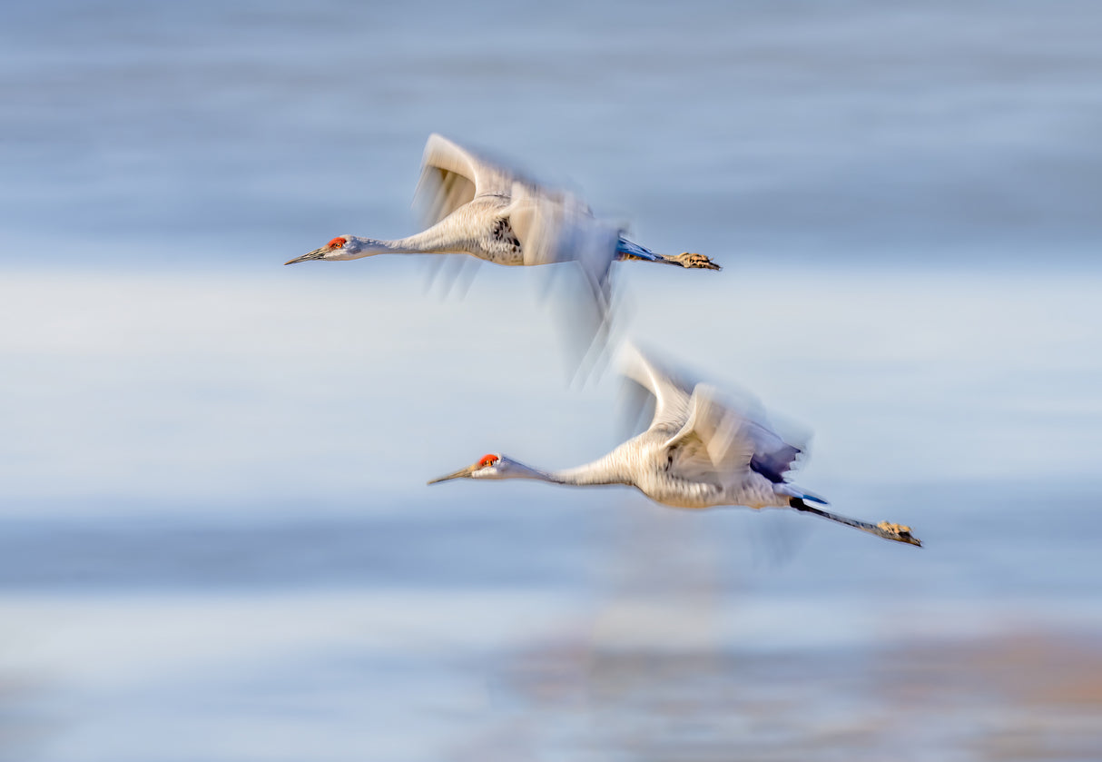 Duo Cranes Flying Poster och Canvastavla