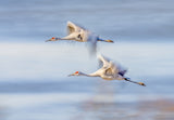 Duo Cranes Flying Poster och Canvastavla