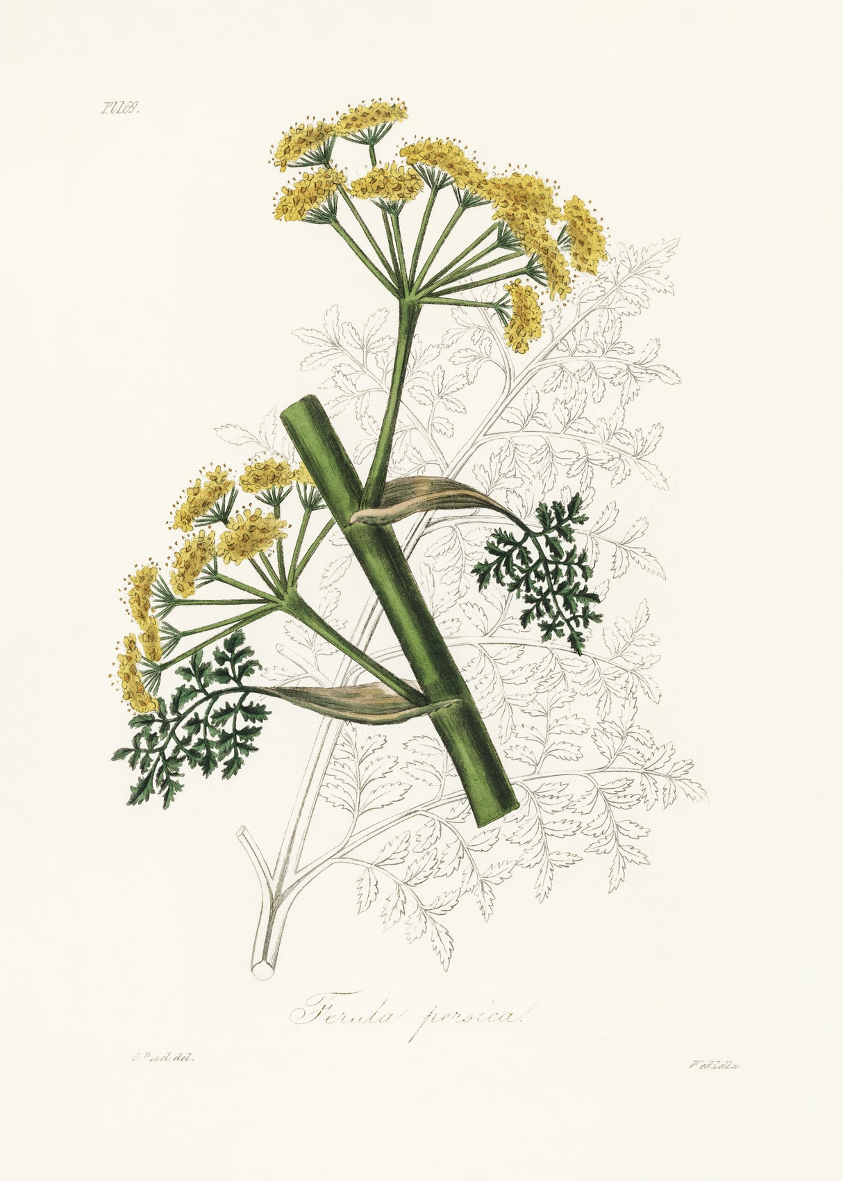 Ferula Persica Medical Botany Poster och Canvastavla