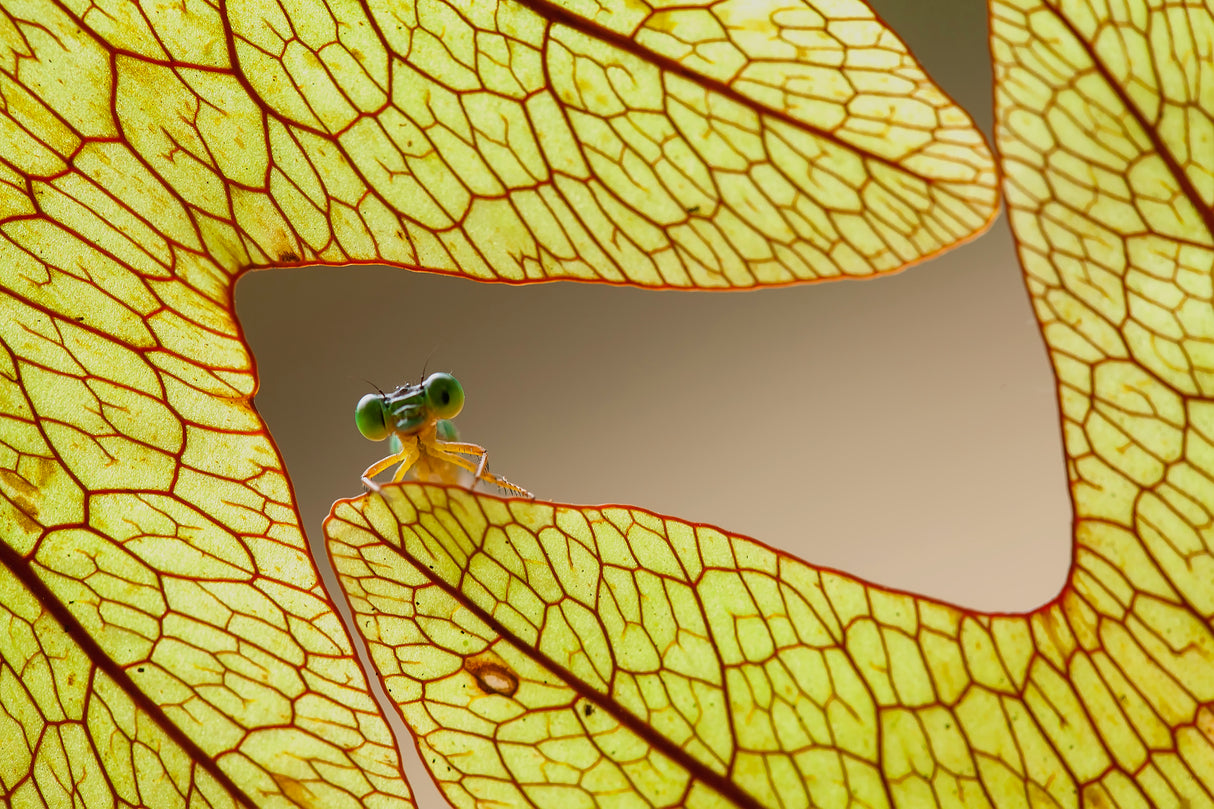 Dragonfly and Leaves of Lukut Poster och Canvastavla