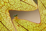 Dragonfly and Leaves of Lukut Poster och Canvastavla