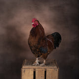 Rooster Poster och Canvastavla