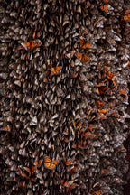 Monarch Butterflies during hibernation Poster och Canvastavla