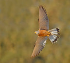Lesser Kestrel . Poster och Canvastavla