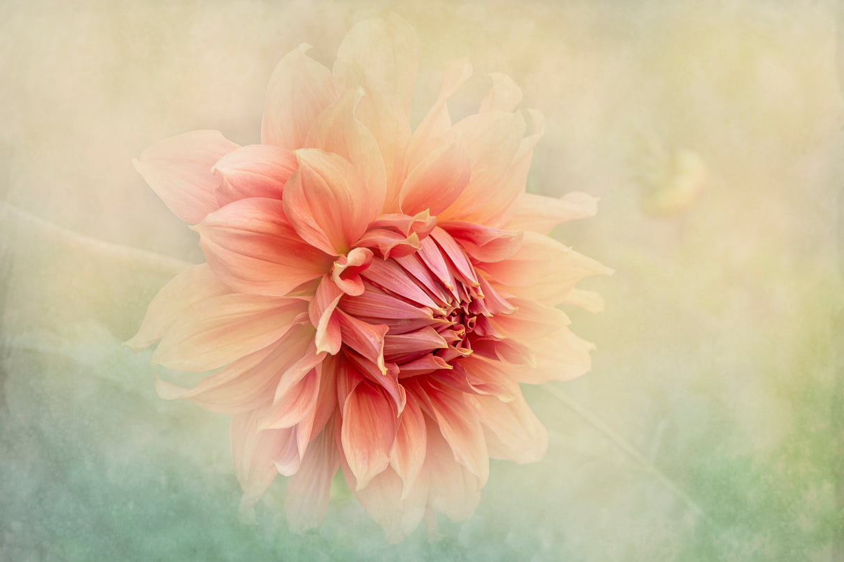 Dahlia Poster och Canvastavla