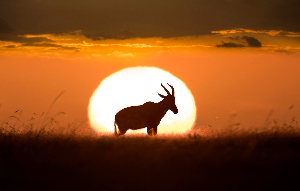 Topi at sunrise Poster och Canvastavla