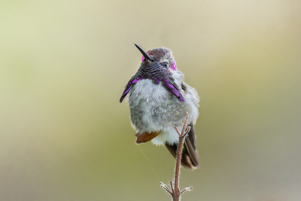 Costa's Hummingbird Standing Poster och Canvastavla