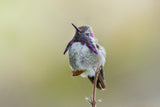 Costa's Hummingbird Standing Poster och Canvastavla