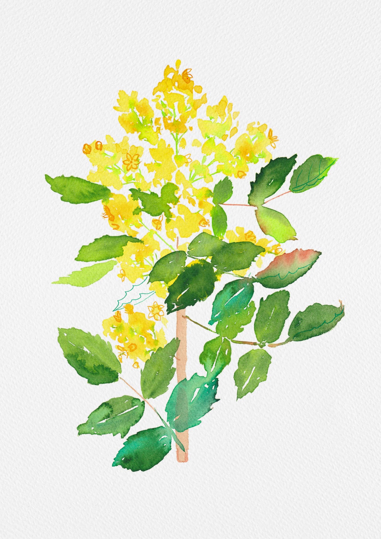 Oregon grape or Mahonia aquifolium botanical painting Poster och Canvastavla
