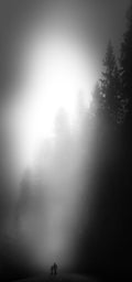 Walking in the forest Poster och Canvastavla