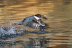 Belted Kingfisher Poster och Canvastavla