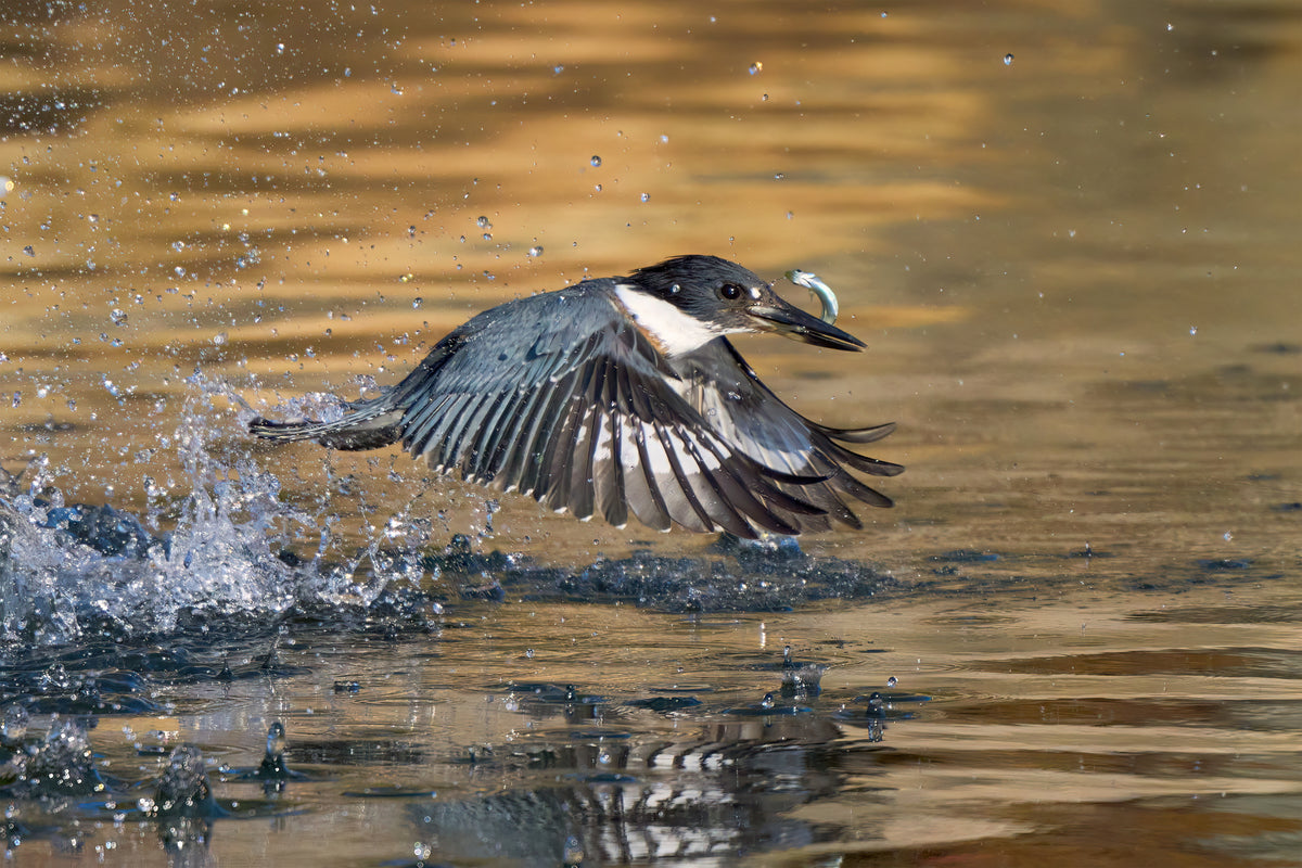 Belted Kingfisher Poster och Canvastavla
