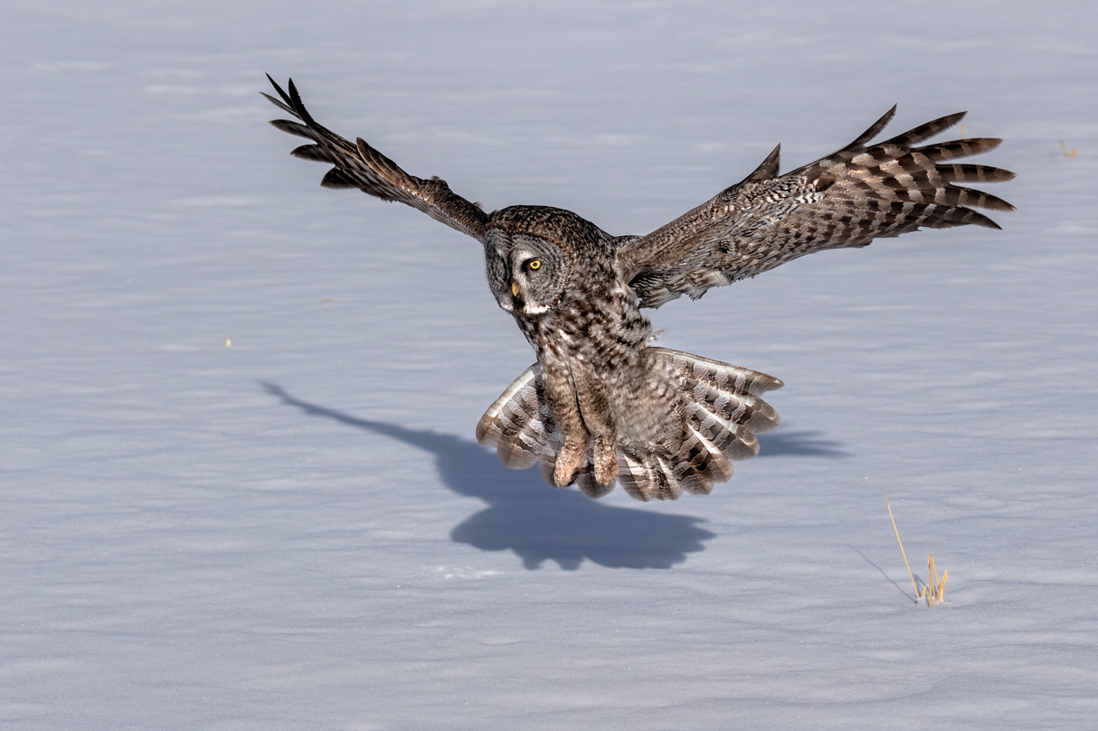 Great Grey Owl Poster och Canvastavla