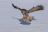 Great Grey Owl Poster och Canvastavla