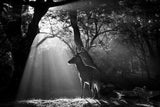 Light and Deer Poster och Canvastavla