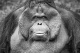 A Calm and Gentle Expression from a Male Orangutan Poster och Canvastavla
