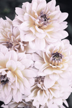 Pinkish Flowers Poster och Canvastavla