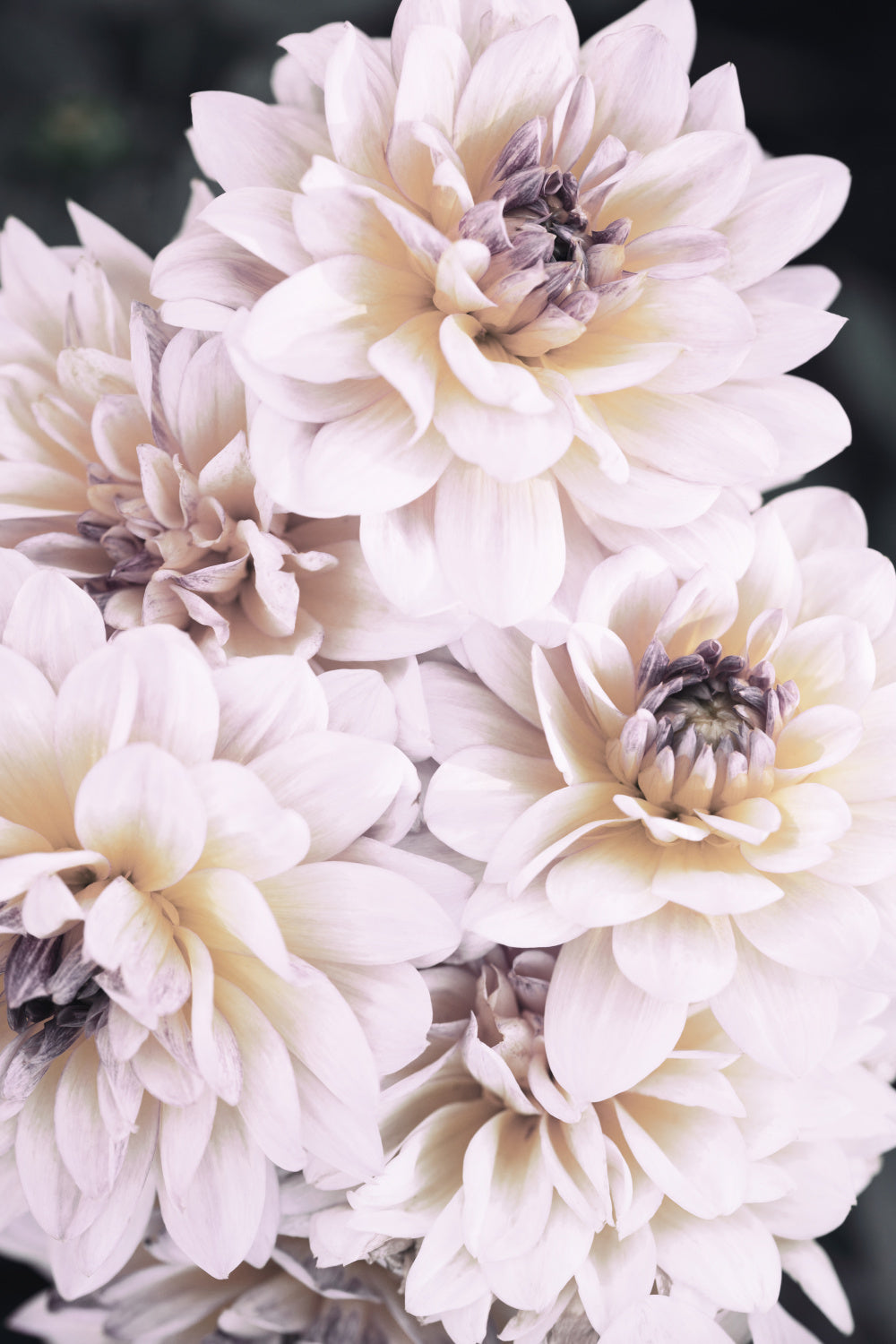 Pinkish Flowers Poster och Canvastavla